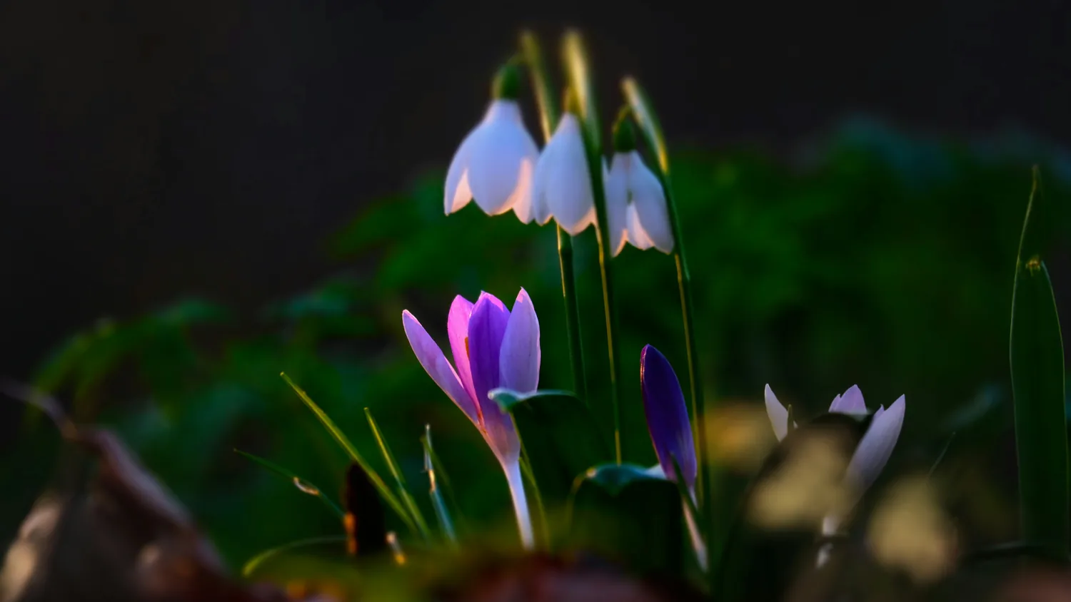Bloom in God's time with a spring crocus opening in gentle morning light