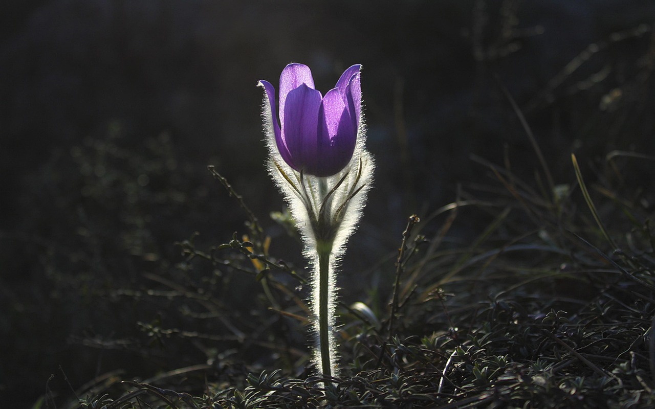 pasqueflower, flower, backlighting, flower wallpaper, purple flower, purple petals, flower background, petals, bloom, blossom, flora, floriculture, horticulture, beautiful flowers, botany, nature, plant, single, single flower, spring, hairy