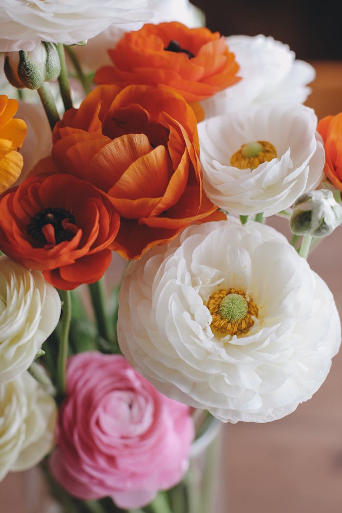 A vibrant bouquet of colorful ranunculus flowers, perfect for spring decorations.