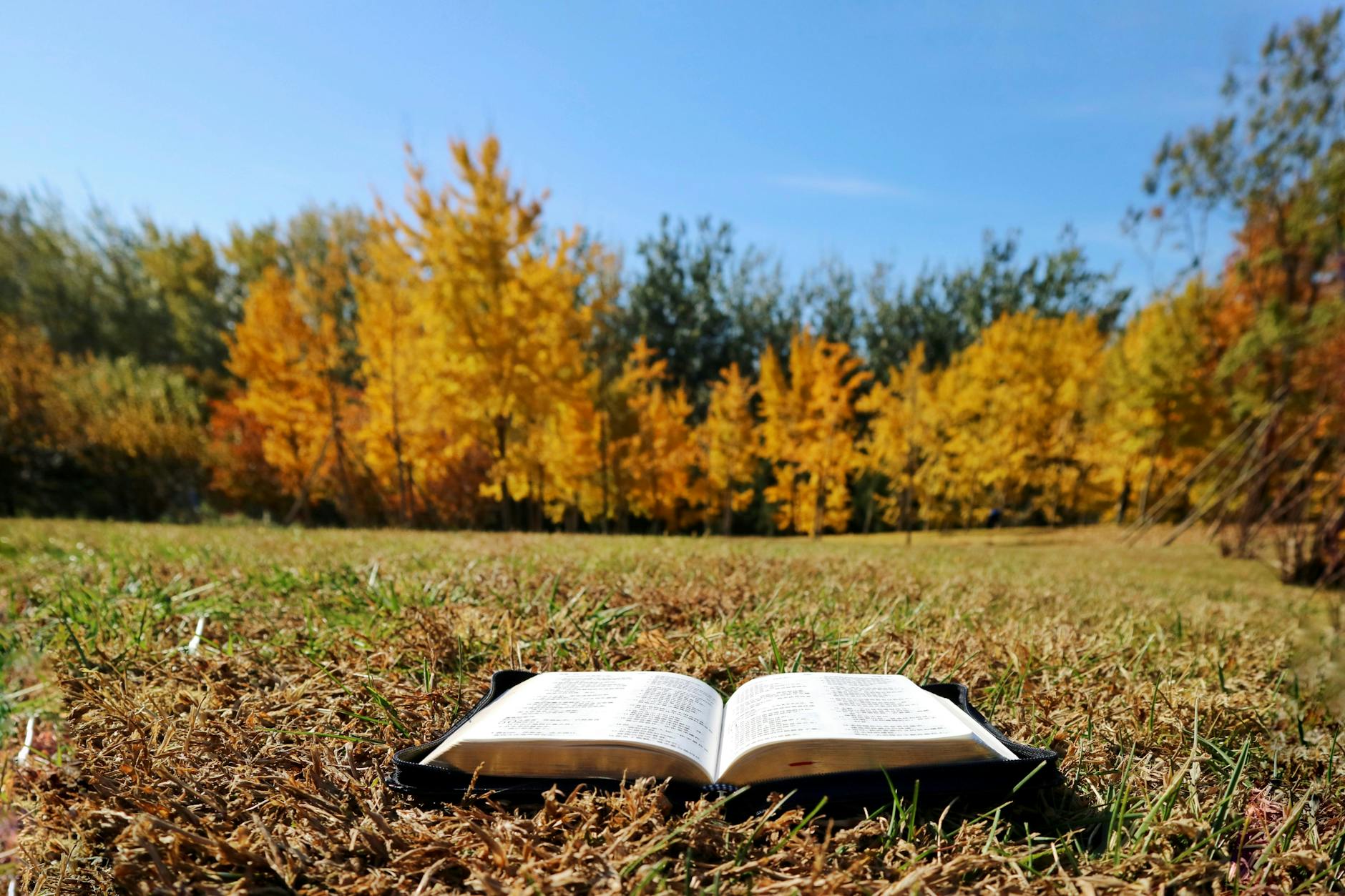“An open Bible resting on grass under autumn trees and a clear blue sky, symbolising wisdom, peace, and the beauty of divine truth.”