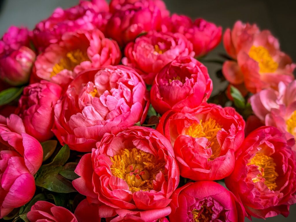 A stunning display of vibrant pink peonies in full bloom, showcasing nature's beauty.
