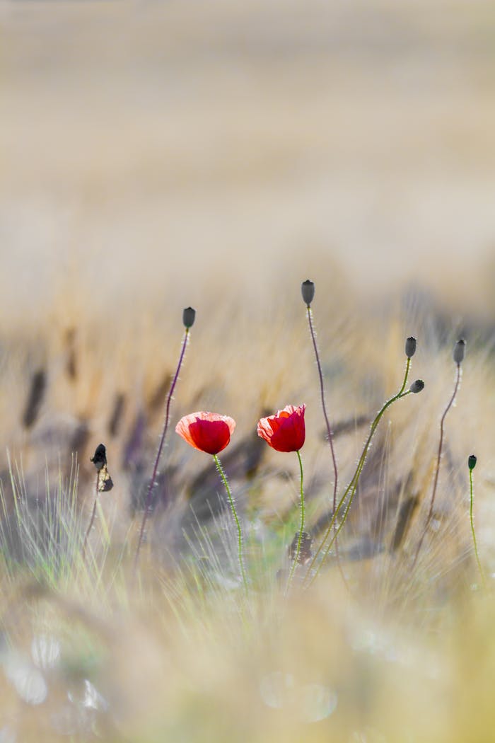 Two red poppies blooming vividly in a golden blurred field highlighting natural beauty