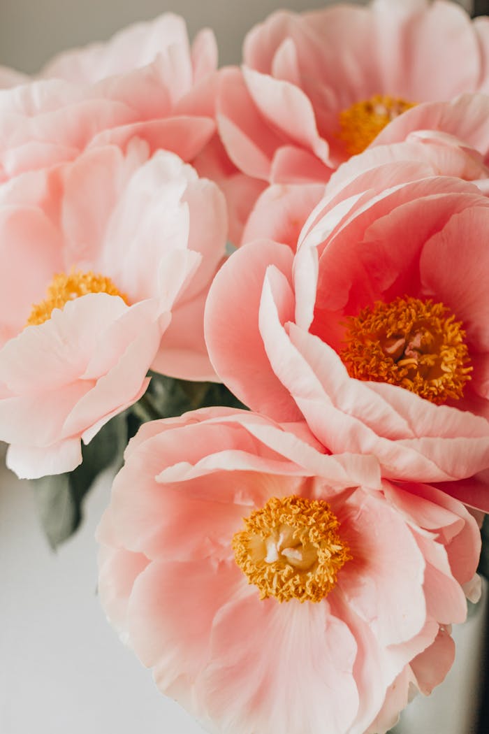 Photo from above showing fragrant light peach peonies with yellow stamens resting on a white table in a bright room