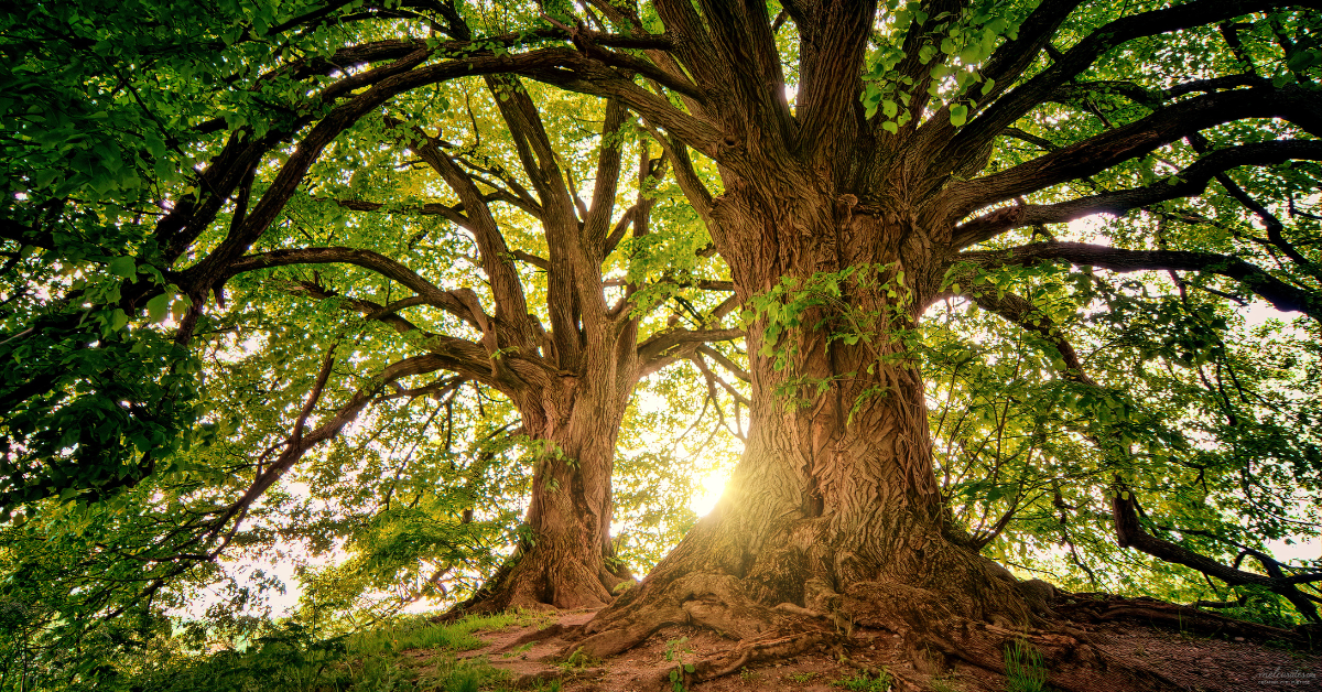 Rooted in Christ - Mature trees with deep roots and sunlit branches, symbolising spiritual growth, rooted faith, and hidden strength in quiet seasons. Rooted in Christ. A Christian Devotional.