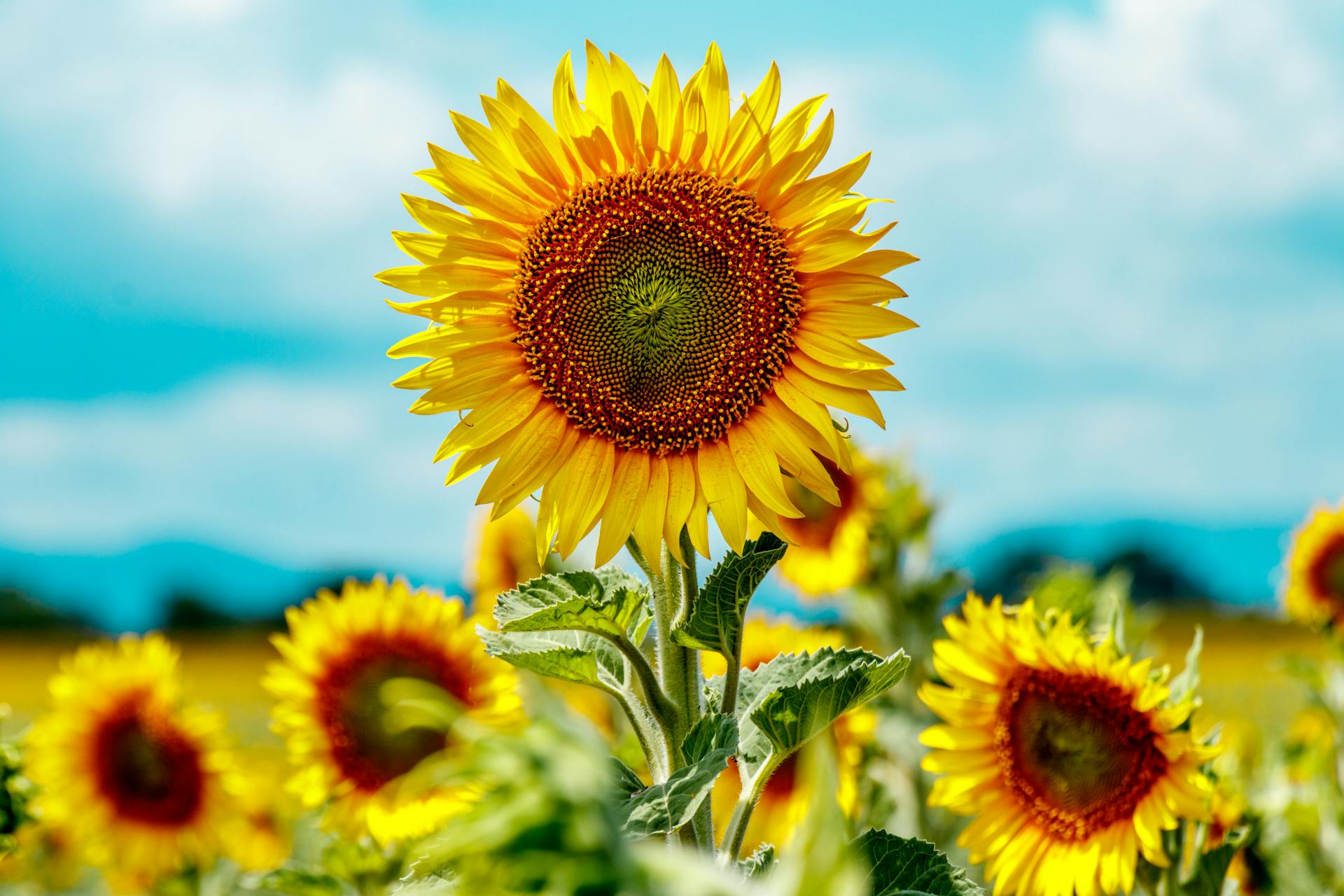Close-up of a single sunflower in sharp focus against a bright blue sky, surrounded by a blurred field of sunflowers in warm sunlight. Loved by God.