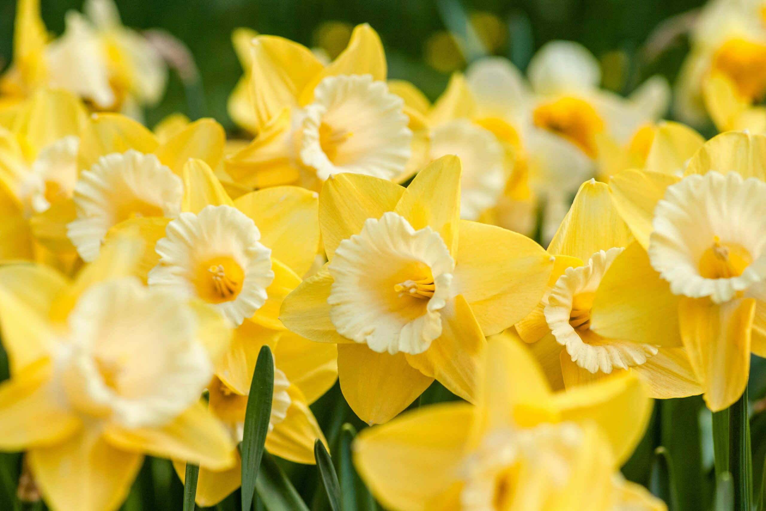 Butter yellow daffodils in soft spring light capturing April hope and the brightness of new beginnings unfolding in this April reflection of faith