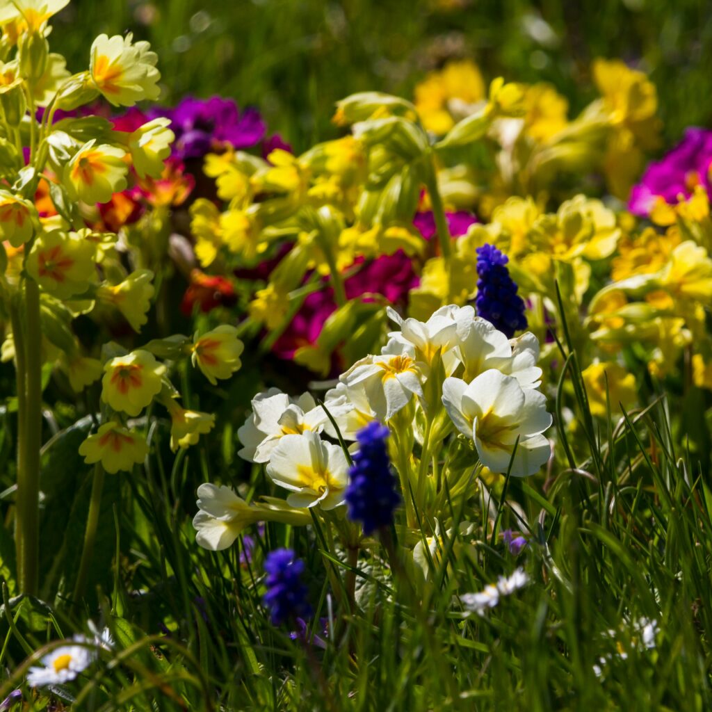 Daffodils and other spring flowers growing together in soft natural light reflecting April hope and the shared beauty of new life emerging