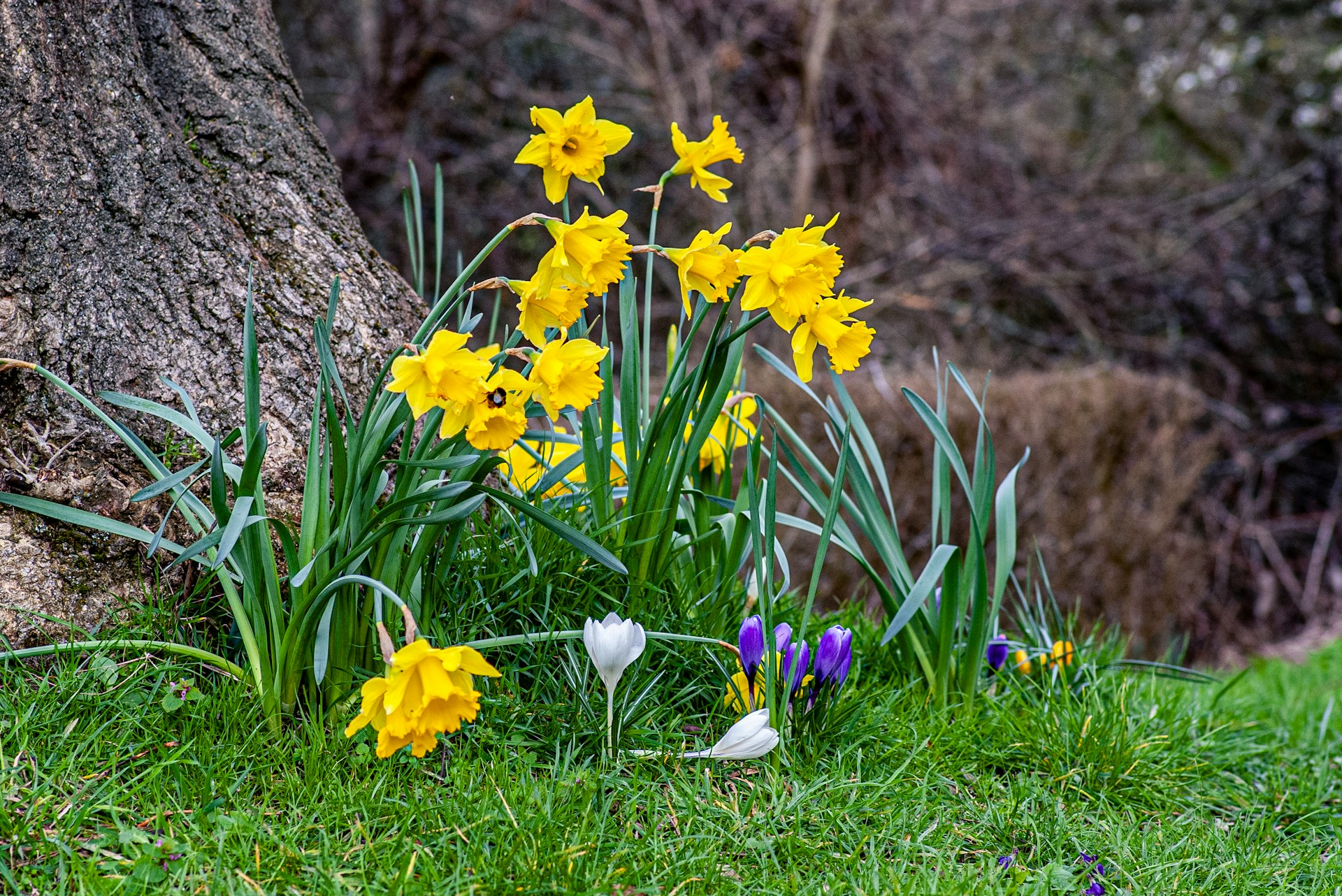 A large tree trunk with a small patch of snowdrops crocuses and daffodils growing at its base reflecting April hope and new life emerging through what once felt still
