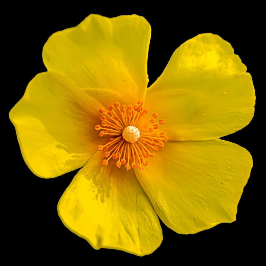 Close up of a buttercup showing stamens and pollen against a dark background revealing intricate beauty carried through contrast