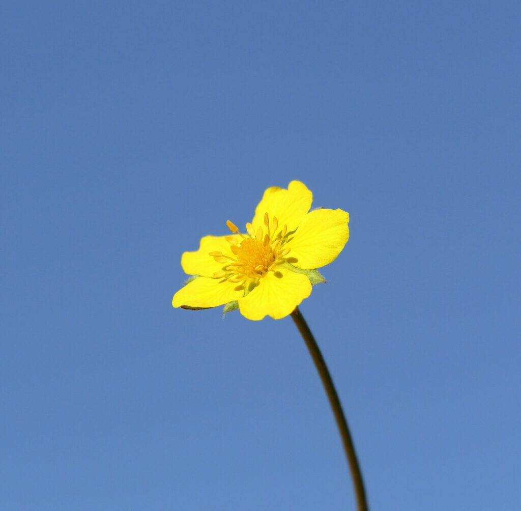 Single yellow buttercup in profile against a clear blue sky representing clarity and the sense of being carried through open space