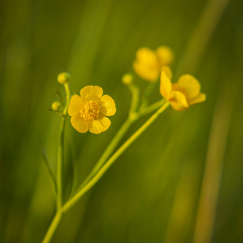 Two buttercup flowers with one in focus and the other softly blurred in the background showing layered growth carried through different stages
