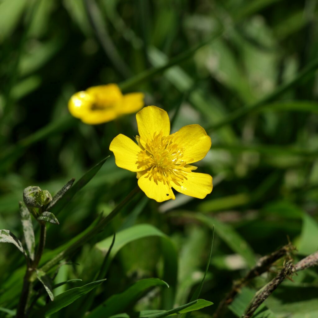 Single buttercup on a slender stem with a soft blurred green background reflecting calm and life carried through gentle growth