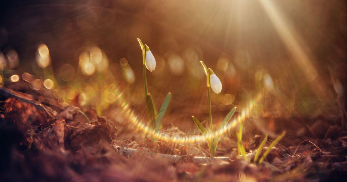 Christian encouragement for women symbolized by spring blossoms blooming in soft light, reflecting faith, hope, and God’s perfect timing.