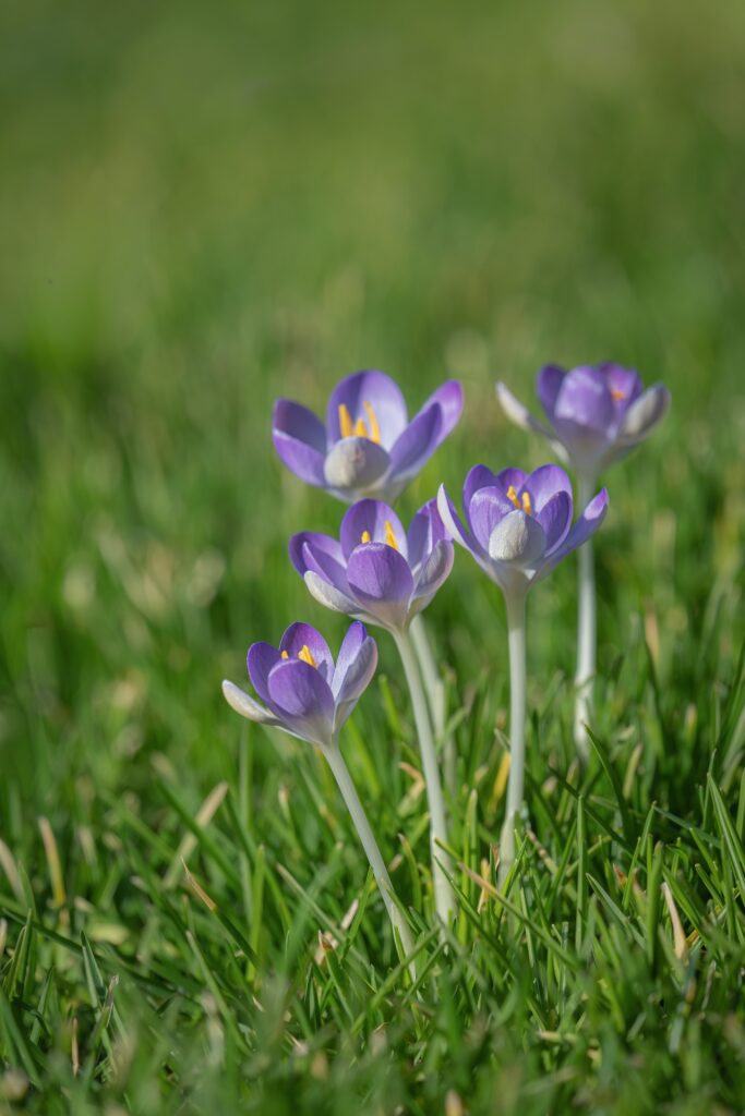 Close up of crocuses opening among grass in soft morning light capturing the beginning of new growth