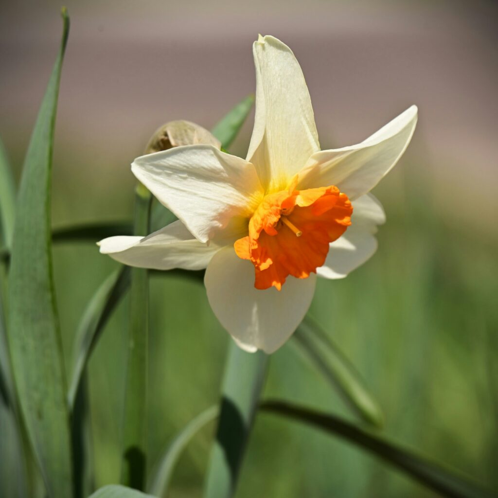 Close up of a single daffodil in full bloom with all petals visible reflecting beauty carried through into fullness
