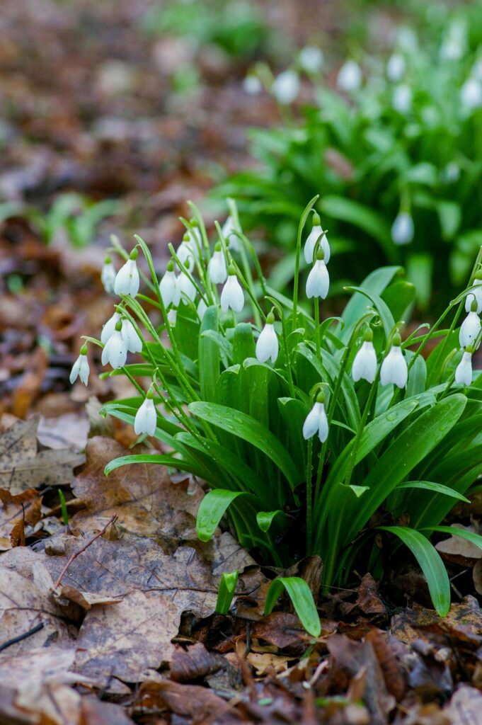 A cluster of dew kissed snowdrops nestled among dry winter leaves capturing early spring renewal