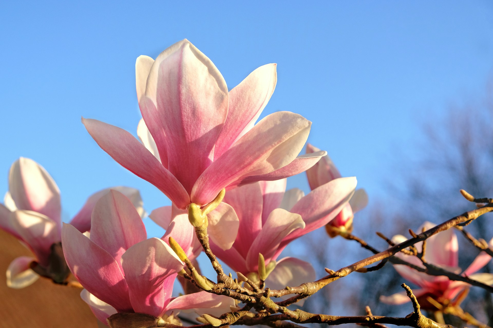 Faith in Bloom spring blossoms representing Christian renewal, resurrection, and spiritual growth.