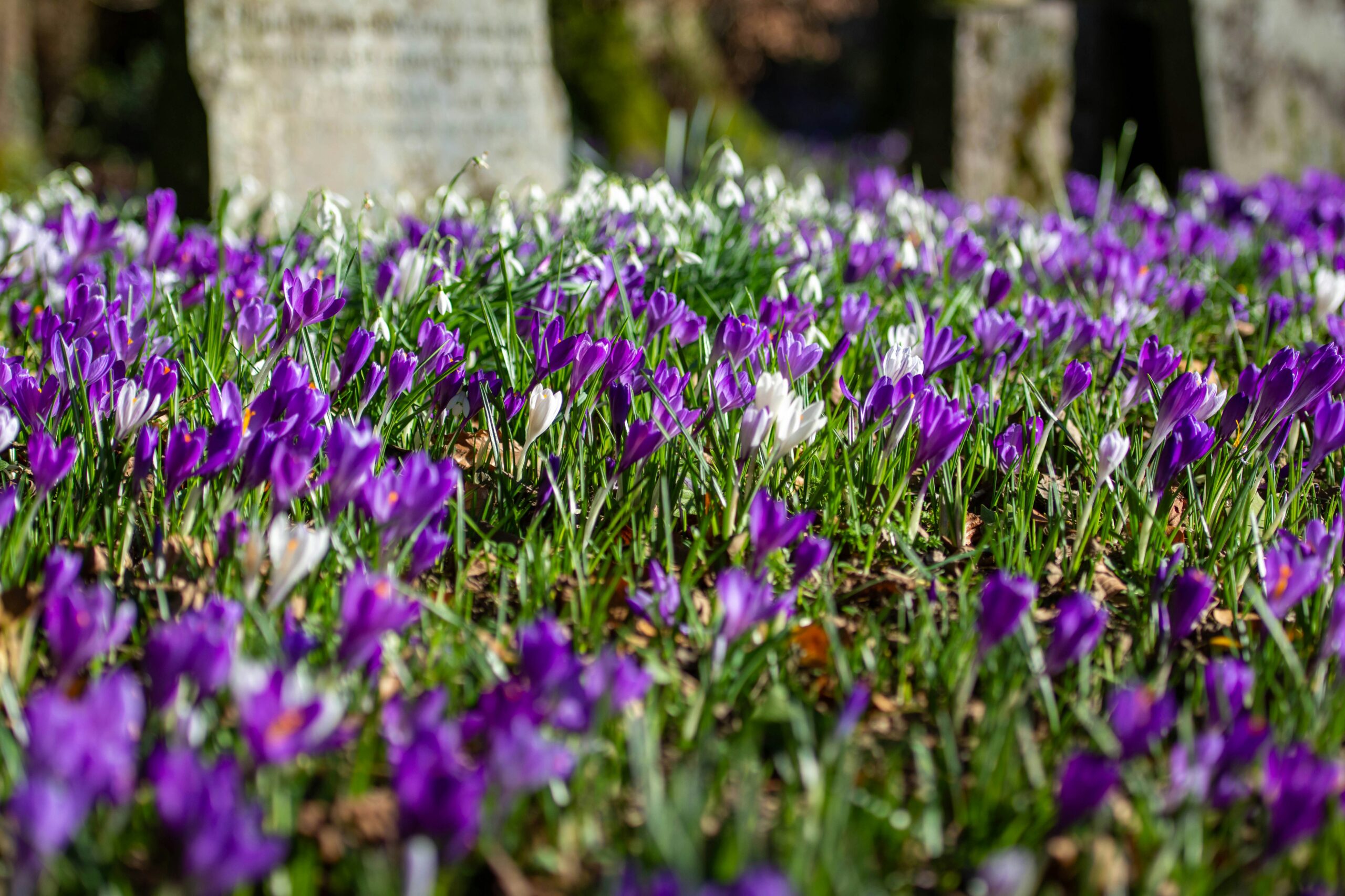 A wide field of snowdrops and crocuses bathed in warm morning sunlight symbolising how life is gently carried through the changing seasons into early spring