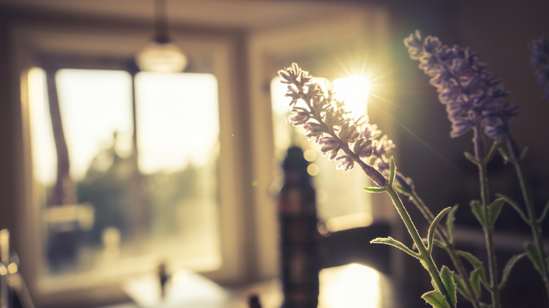 soft lavender sprigs in sunlight by window representing a memory we haven’t made yet