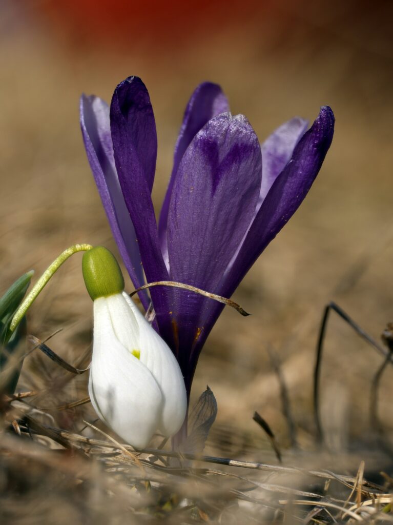 A snowdrop bent low toward the ground gently touching a crocus in dry grass representing resilience and connection