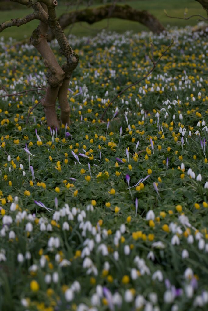 A field of snowdrops and emerging crocus buds with a dry tree trunk standing to the side marking the shift from winter to spring