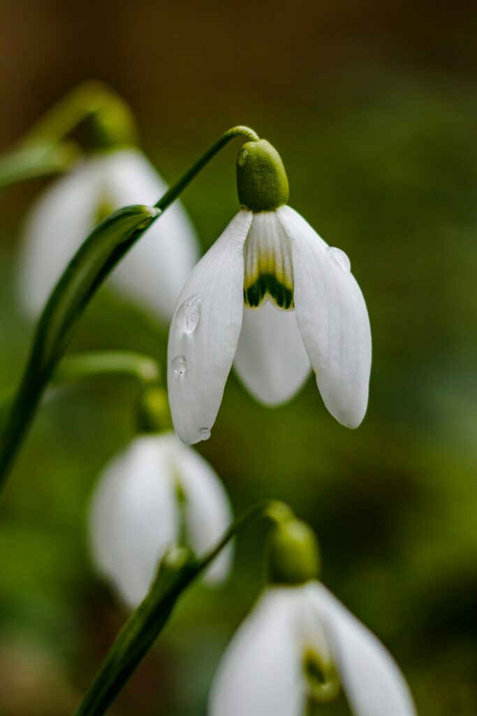Soft delicate snowdrops resting against a light airy background symbolising early spring and quiet renewal
