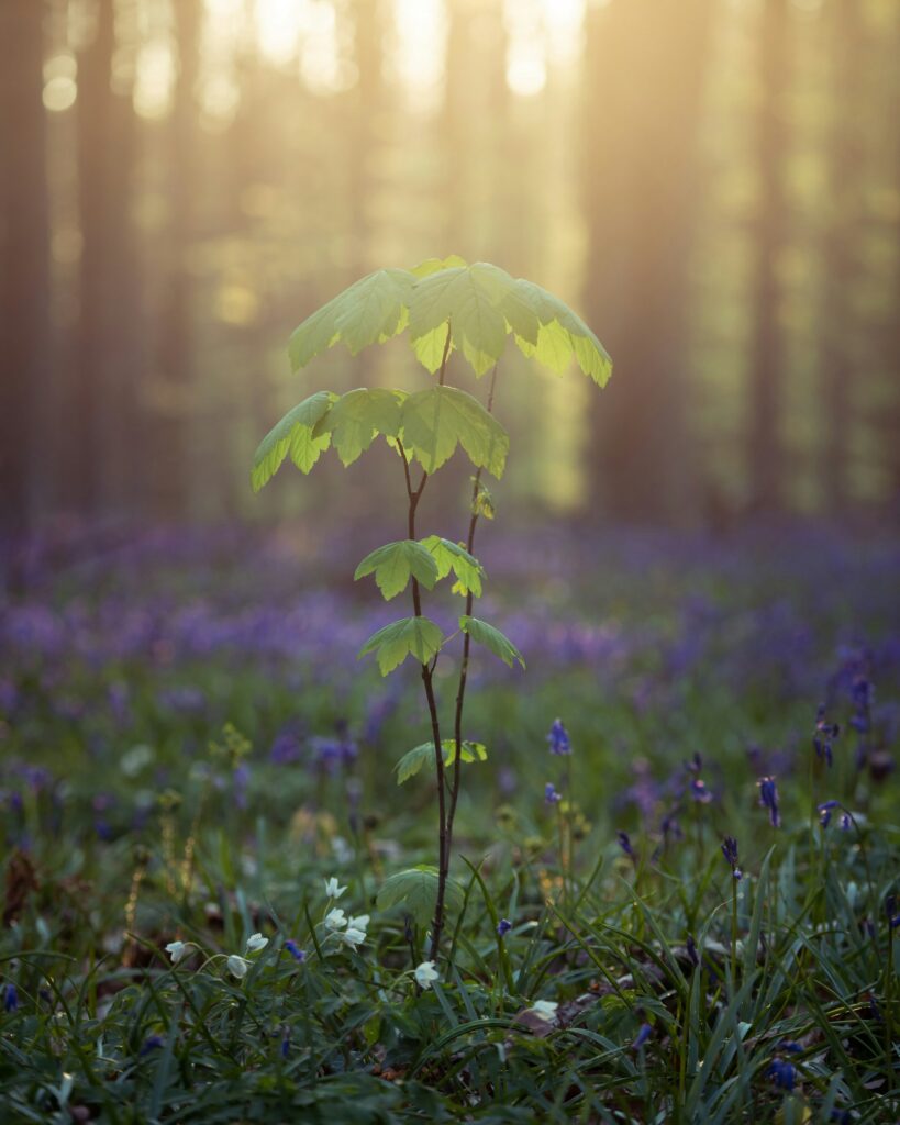 A young sapling bathed in morning light surrounded by snowdrops and bluebells representing new life and growth