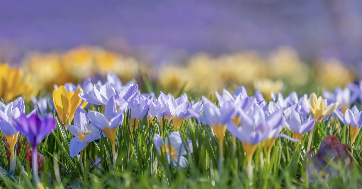 Lilac and pale yellow crocuses peeping through the grass, reflecting quieter confidence and peace in uncertain times.